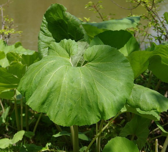 Butterbur: An Overlooked Herb for Allergies, Migraines, and Asthma